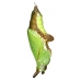 White Admiral camilla FIVE LARVAE - SPECIAL PRICE!